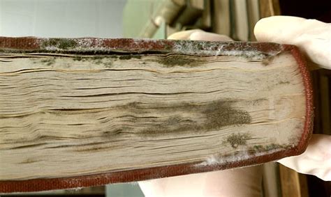 how to clean mold off books: the importance of preserving historical documents